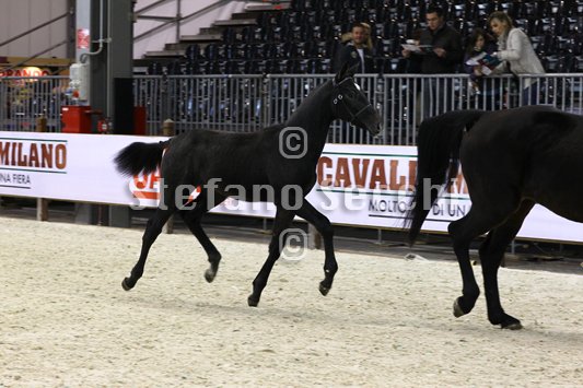 BELLY DANCER_MILANO_2010_SS3_7861.jpg